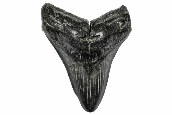 Fossil Megalodon Tooth - South Carolina #341485